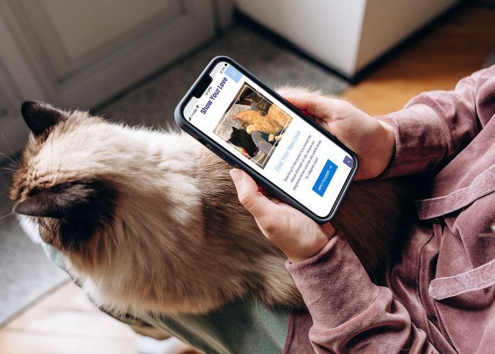 a person looking at a website on their phone while their cat sits in their lap