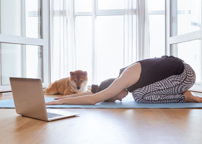 Woman doing yoga at home, watching online videos on laptop, Shiba Inu dog sleeping near her.