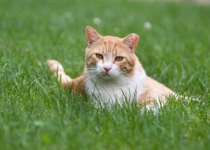 an orange ear-tipped cat lying in the grass