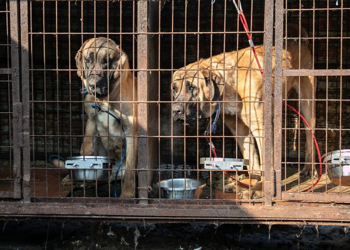Two dogs in a cage on a South Korean dog meat farm
