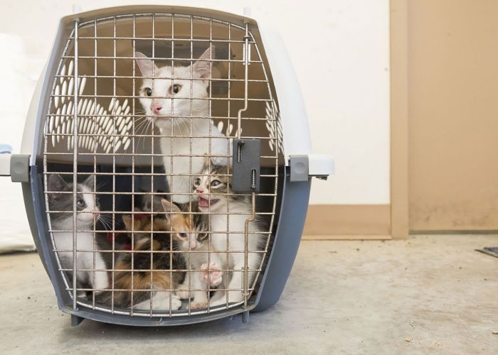 Kittens and a cat in a carrier