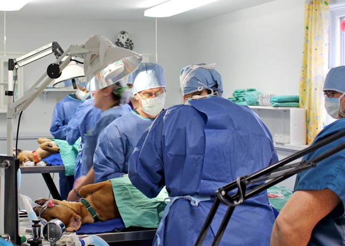 Vets perform surgery on a dog in a wet lab