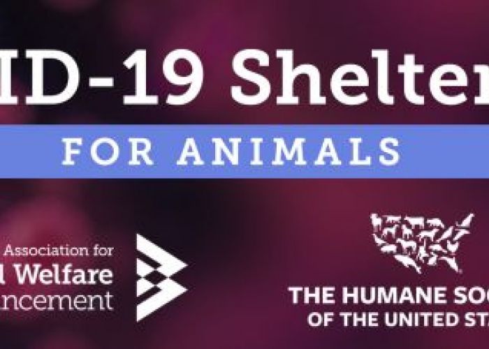 Covid-19 shelter kit for Animals