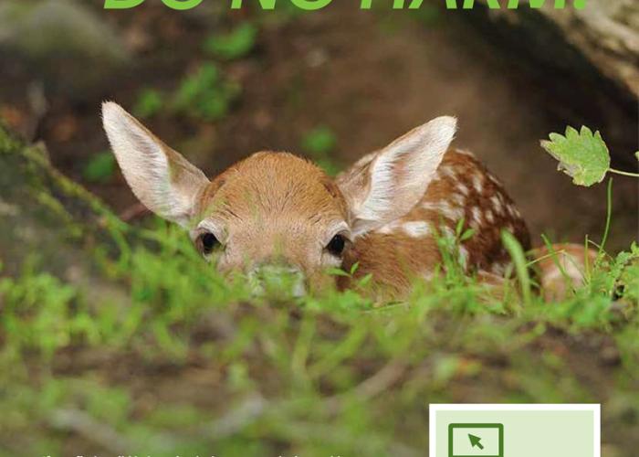 a baby deer in the grass