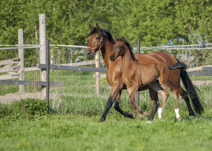 a horse and foal walk near a fence