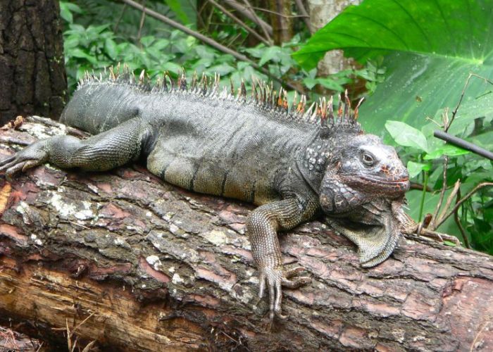 an iguana lying on a log