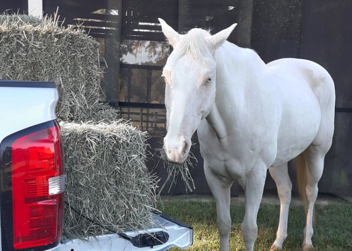 a white horse standing alongside a truck full of hay