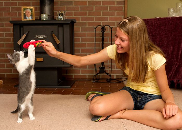 a girl holds out a toy for a kitten