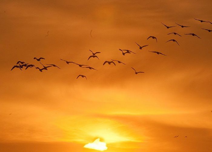 Birds in a sunset